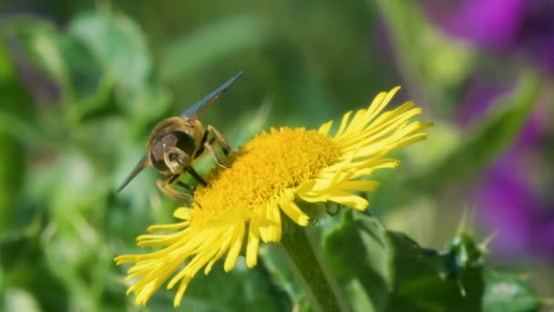 Drone Fly Eristalis Nemorum Flor Selvagem Amarela — Vídeo de Stock