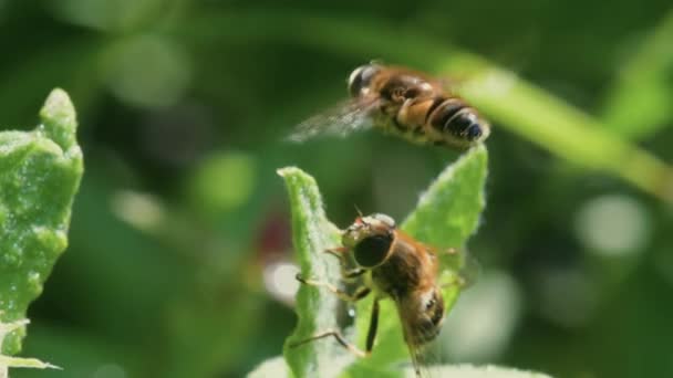 Drone Fly Eristalis Nemorum Mosca Durante Cortejo — Vídeos de Stock