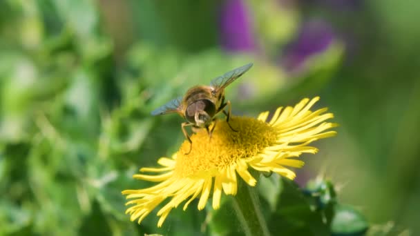 Drone Fly Eristalis Nemorum Gele Wilde Bloem — Stockvideo