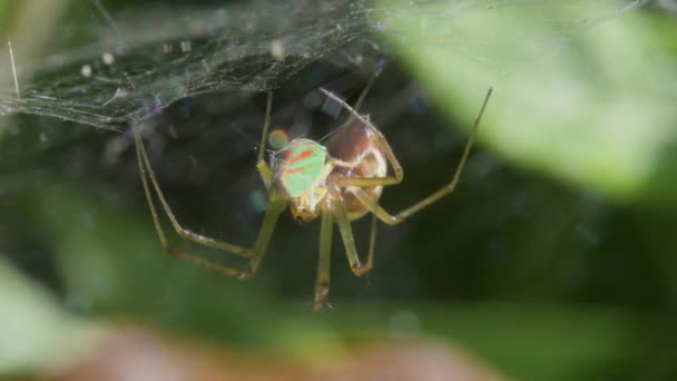 Predator Prey Common Sheetweb Spider Linyfia Triangularis Froghooper — Vídeo de stock