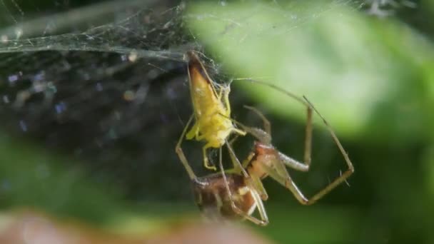 食肉动物和食肉动物 常见的蜘蛛网蜘蛛 三角线虫 — 图库视频影像