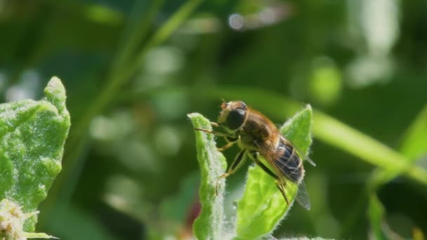 Drone Fly Eristalis Nemorum Mosca Durante Cortejo — Vídeos de Stock