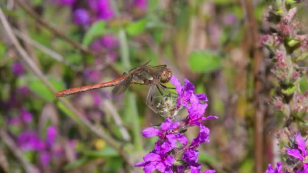 Κοινό Darter Sympetrum Striolatum Ένα Άγριο Ροζ Λουλούδι — Αρχείο Βίντεο