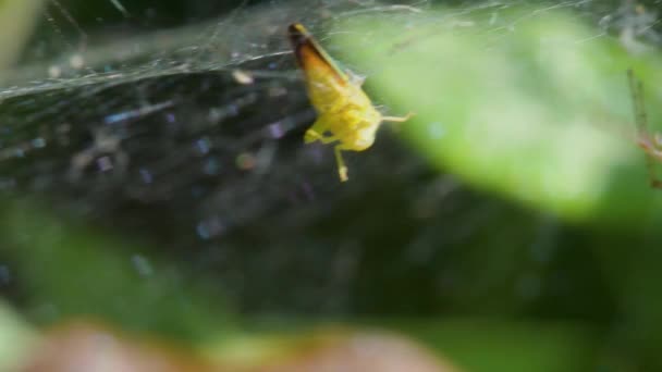 Roofdier Prooi Gewone Bladwebspin Linyphia Triangularis Kikker — Stockvideo