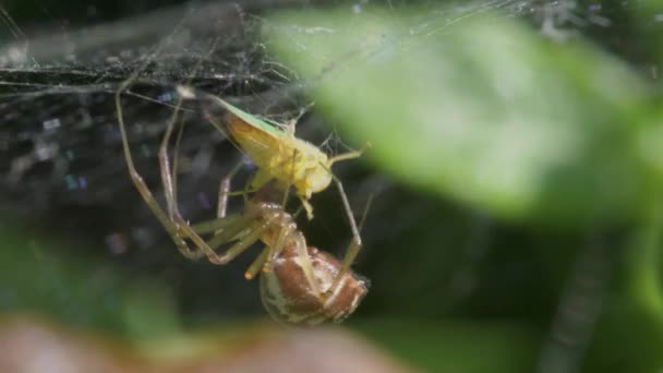 Predator Zsákmány Közönséges Lapos Pókok Linyphia Triangularis Békaölő — Stock videók