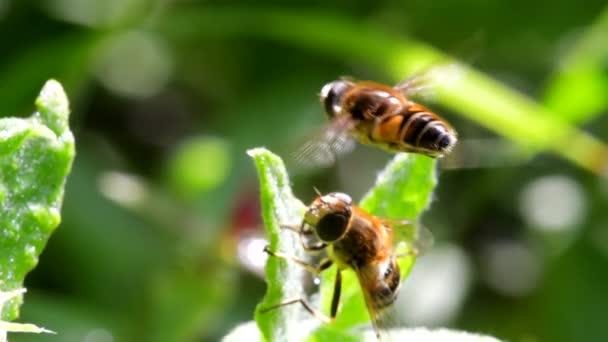 Drone Fly Eristalis Nemorum Fly Tijdens Verkering — Stockvideo