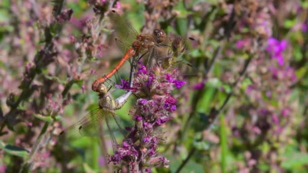 Darter Común Sympetrum Striolatum Durante Cópula Una Flor Rosa Salvaje — Vídeos de Stock