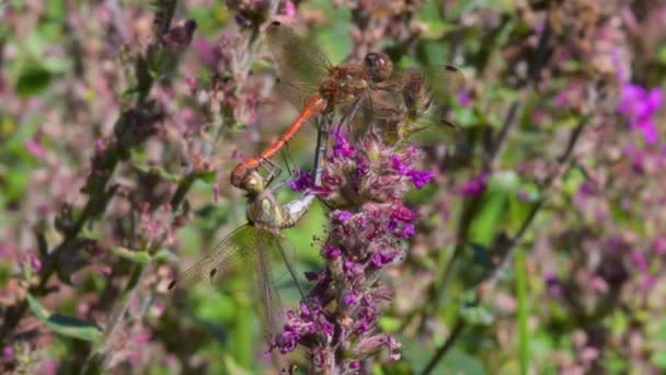 Common Darter Sympetrum Striolatum Під Час Злягання Дикій Рожевій Квітці — стокове відео