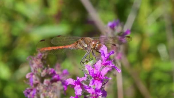 Darter Común Sympetrum Striolatum Una Flor Rosa Salvaje — Vídeo de stock