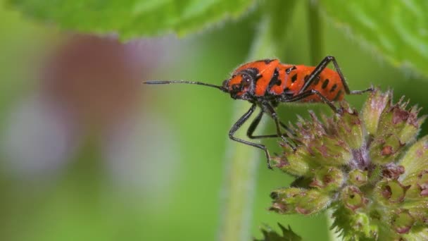 Cinnamon Bug Corizus Hyoscyami Pada Bunga Liar — Stok Video