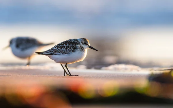 Sanderling Calidris Alba Ambiente Devon Inghilterra Europa — Foto Stock