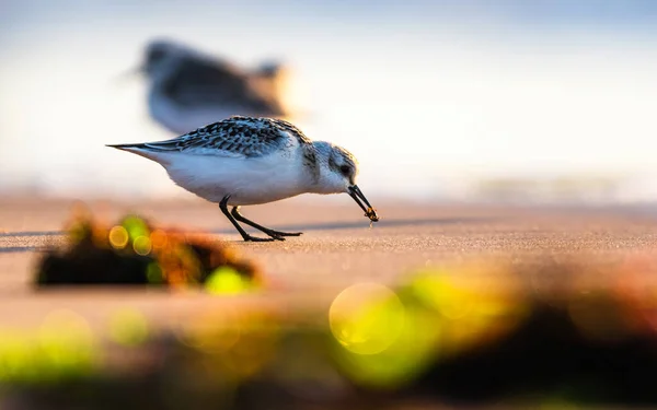 Sanderling Calidris Alba Ambiente Devon Inghilterra Europa — Foto Stock