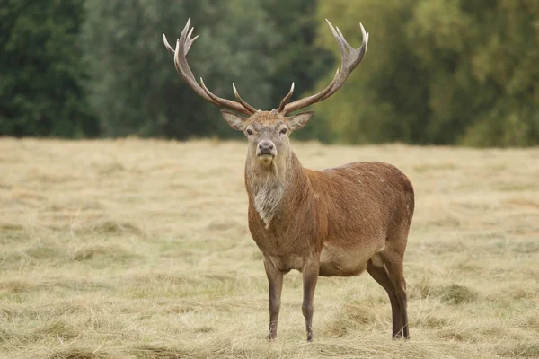 Veado Vermelho, Veado, Cervus elaphus — Fotografia de Stock