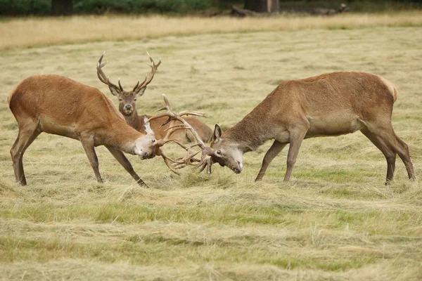 Rode herten, herten, cervus elaphus — Stockfoto