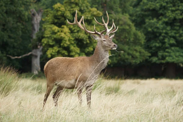 Ciervo, Ciervo, Cervus elaphus — Foto de Stock