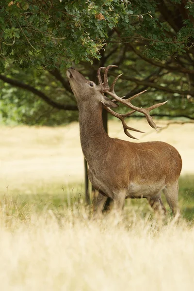 Red Deer, Deer, Cervus elaphus — Stock Photo, Image