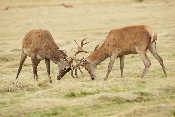 Veado Vermelho, Veado, Cervus elaphus — Fotografia de Stock