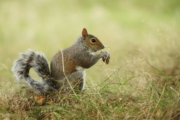 กระรอกสีเทา, Sciurus carolinensis — ภาพถ่ายสต็อก