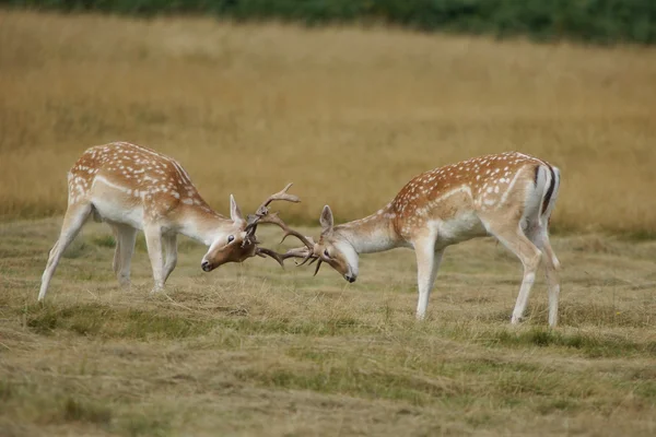 Fallow Deer, Dama dama — Stock Photo, Image