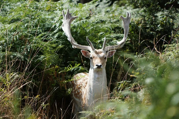 Fallow Deer, Dama dama — Stock Photo, Image