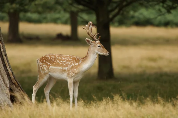 Fallow Deer, Dama dama — Stock Photo, Image