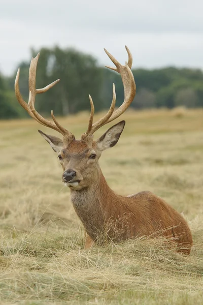 Kızıl geyik, geyik, cervus elaphus — Stok fotoğraf