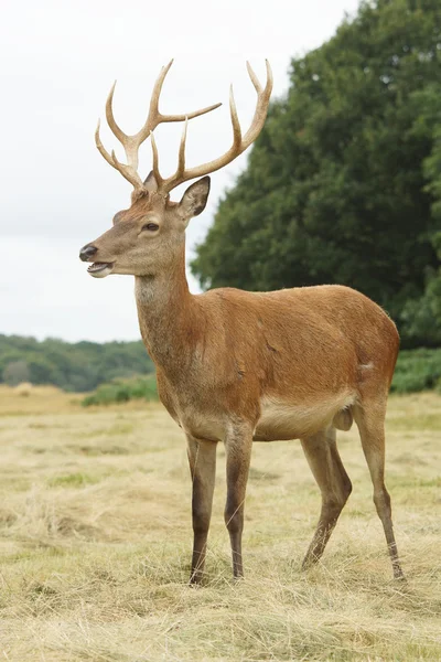 Rothirsch, Hirsch, Gebärmutterhals — Stockfoto