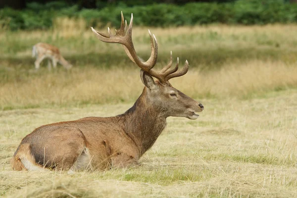 Kızıl geyik, geyik, cervus elaphus — Stok fotoğraf