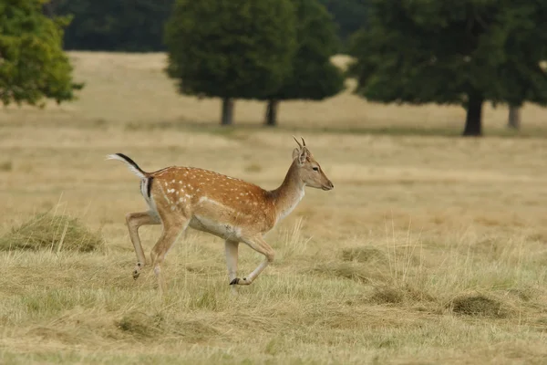 Fallow Deer, Dama dama — Stock Photo, Image