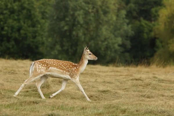 Fallow szarvas, Dama dama — Stock Fotó