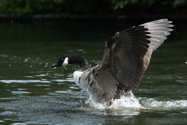 加拿大鹅，Branta canadensis — 图库照片