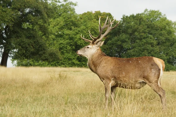 Veado Vermelho, Veado, Cervus elaphus — Fotografia de Stock