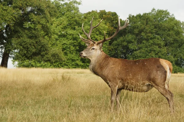 Cerf rouge, cerf, Cervus elaphus — Photo