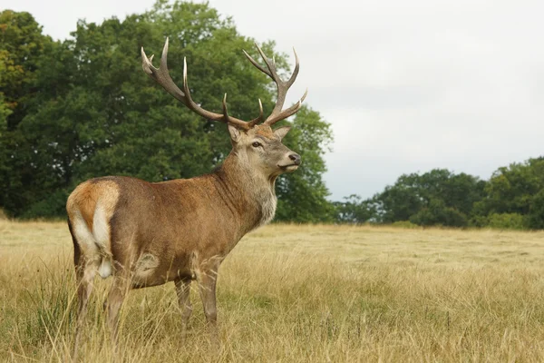 Rothirsch, Hirsch, Gebärmutterhals — Stockfoto