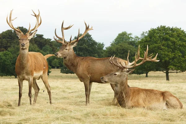 Jelen, jeleni, cervus elaphus — Stock fotografie