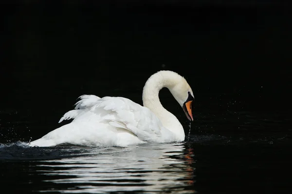 Cisne mudo, Cygnus olor — Foto de Stock