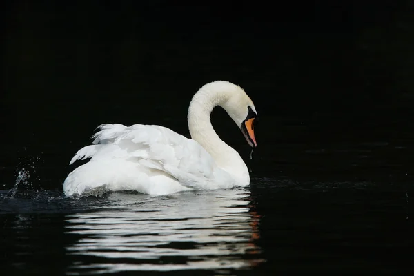 Mute Swan, Cygnus olor — Stock Photo, Image