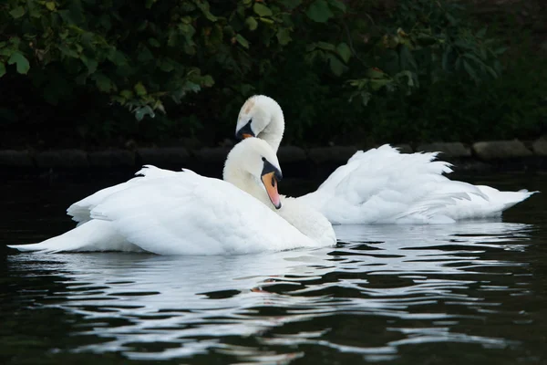 Mute Swan, Cygnus olor — Stock Photo, Image