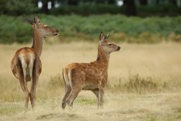 Red Deer, Deer, Cervus elaphus — Stock Photo, Image