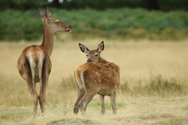 Rode herten, herten, cervus elaphus — Stockfoto