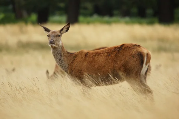 Jelen, jeleni, cervus elaphus — Stock fotografie