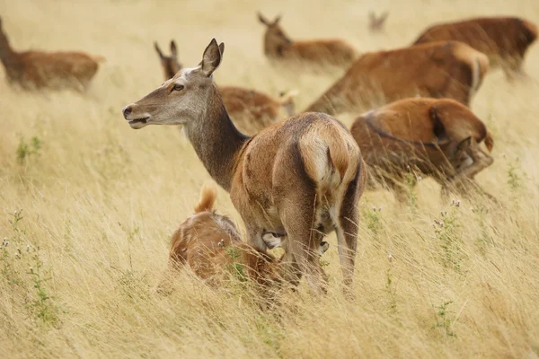 Red Deer, Deer, Cervus elaphus — Stock Photo, Image