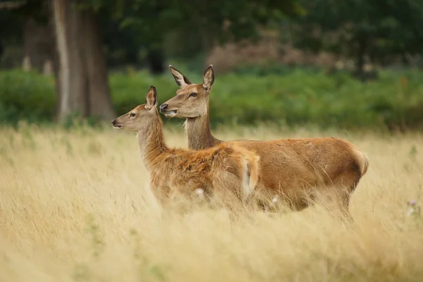 Jelenie, sarny, cervus elaphus — Zdjęcie stockowe