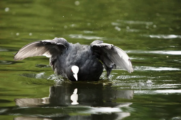 Avrasya coot, Sakarmeke, fulica atra — Stok fotoğraf