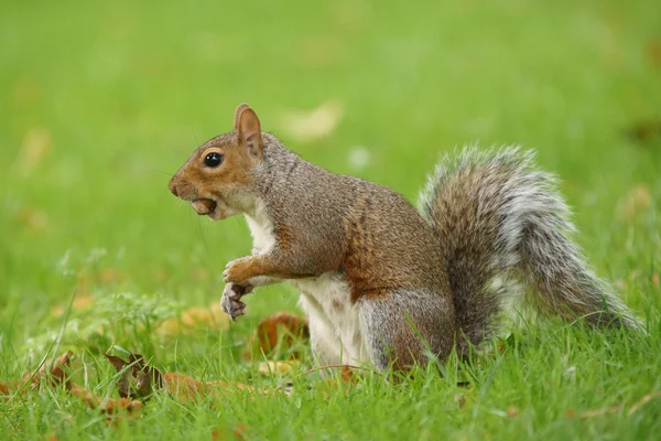 Grauhörnchen, Sciurus carolinensis — Stockfoto