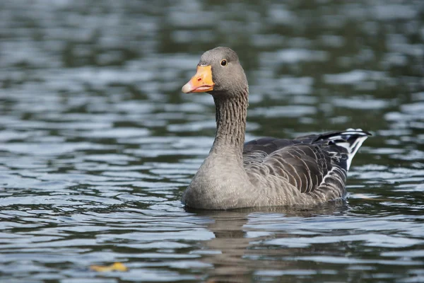 Ganso Greylag, Anser anser — Fotografia de Stock