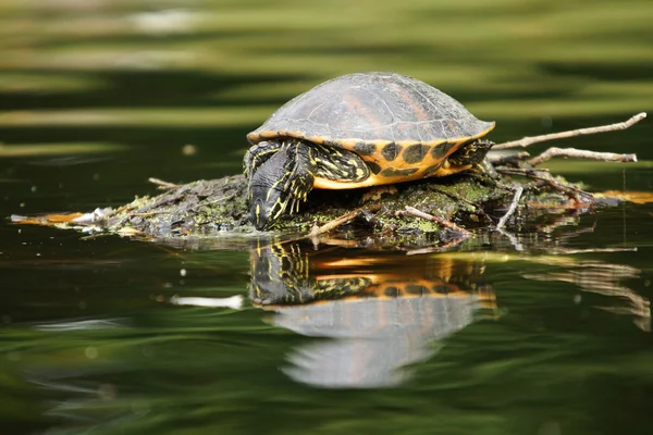 Control deslizante de orejas rojas, Trachemys scripta elegans —  Fotos de Stock