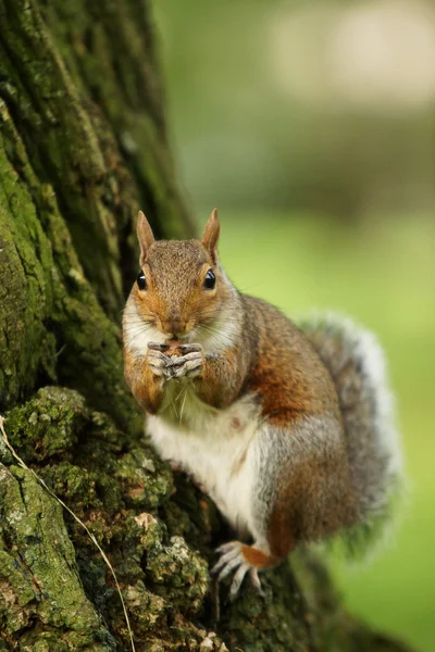 Grauhörnchen, Sciurus carolinensis — Stockfoto