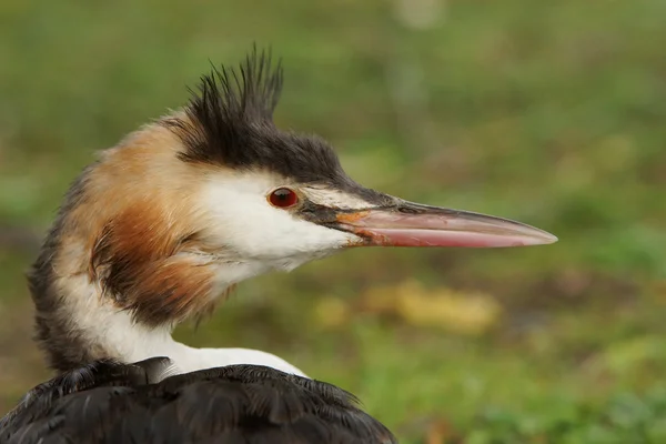 Velký hřebenatý grebe, Podiceps cristatus — Stock fotografie