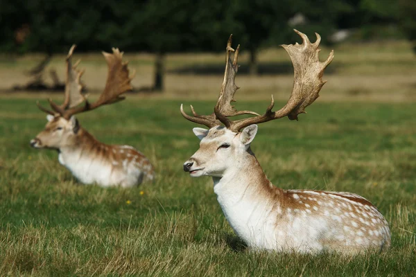 Fallow Deer, Dama dama — Stock Photo, Image